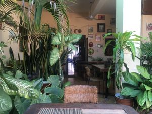 its an open, fresh, green environment at Comiendo Sano Mi Tienda de la Salud in Mazatlan