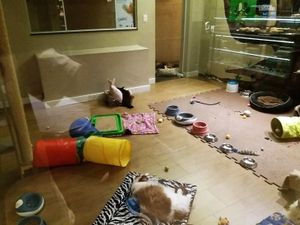 Cattery at Cafe com Gato in Sorocaba