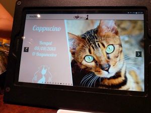 Cute Cat at Cafe com Gato in Sorocaba