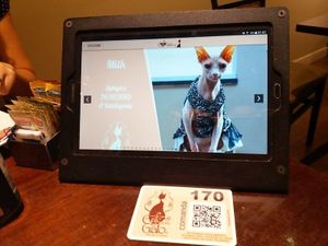 Strange Cat, but beautiful and smart at Cafe com Gato in Sorocaba