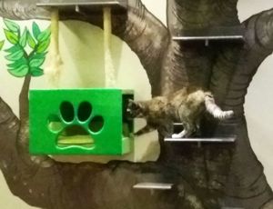 Hiding Place at Cafe com Gato in Sorocaba