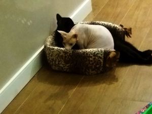 Good Caring at Cafe com Gato in Sorocaba