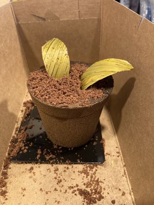 Tiramisu   at L'Artisane Creative Bakery in Coral Gables