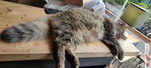 Cats available on tables !! Don't distrib him at Les Bols d'Antoine in Paris