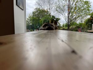 One of the cat coming there at Les Bols d'Antoine in Paris