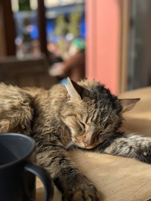  at Les Bols d'Antoine in Paris