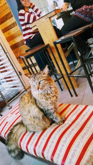 Cat cafe  at Les Bols d'Antoine in Paris