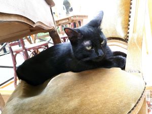 HIs name Risotto ! at Les Bols d'Antoine in Paris