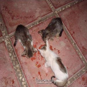 Hungry kittens eating some of my Tempeh :)  at Haiku in Catania