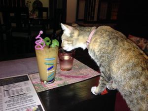 iced tea and kitty at The Terrace on 95 - K'NYAY in Phnom Penh