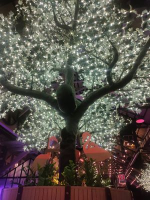 Tree at Alibi in Sydney