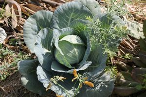 Fresh Cabbage at Baby Elephant Farm at Sage Farm Cafe in Hyderabad