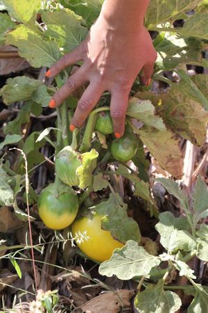 eggplants at Baby Elephant Farm at Sage Farm Cafe in Hyderabad