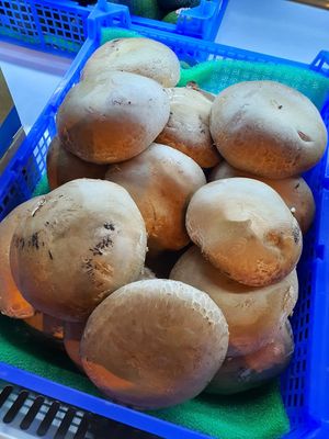 Portobello mushroom ~ World Vegan Day 🌱 at Everyday Vegan Grocer - Online only in Central Singapore