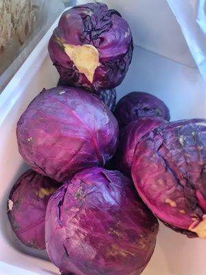 Purple cabbage ~ 7/11/21 at Everyday Vegan Grocer - Online only in Central Singapore