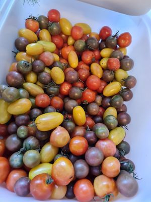 Heirloom and chemical free cherry tomatoes ~ 7/11/21 at Everyday Vegan Grocer - Online only in Central Singapore