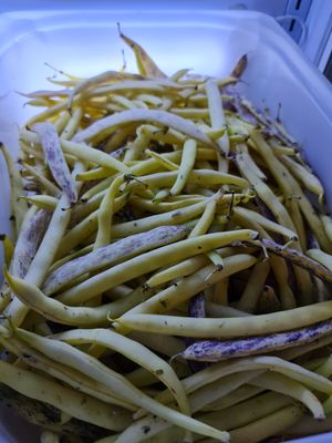 Heirloom French beans ~ 7/11/21 at Everyday Vegan Grocer - Online only in Central Singapore