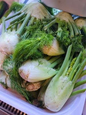 Florence Fennel Bulb ~ 7/11/21 at Everyday Vegan Grocer - Online only in Central Singapore