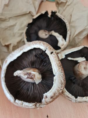 Portobello Mushroom  ~ 200-250g ~ $5.80 ~ 16/12/21 at Everyday Vegan Grocer - Online only in Central Singapore