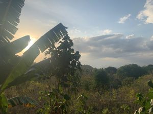 Beautiful jungle view at Vegan Soul Kitchen in Penida Island