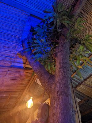 Interior at Mi Vegano Favorito in San Jose Del Cabo