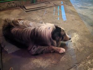 Staff dog at Mi Vegano Favorito in San Jose Del Cabo