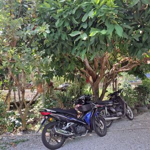  at BP Dragonfly Garden (农田素食小馆) in Penang