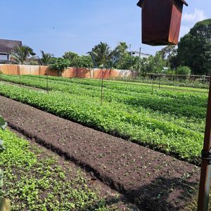  at BP Dragonfly Garden (农田素食小馆) in Penang