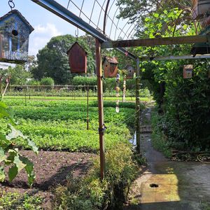  at BP Dragonfly Garden (农田素食小馆) in Penang