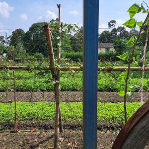  at BP Dragonfly Garden (农田素食小馆) in Penang