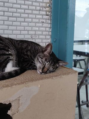 Their resident cat at BeiMen Feng LiBing in Taipei