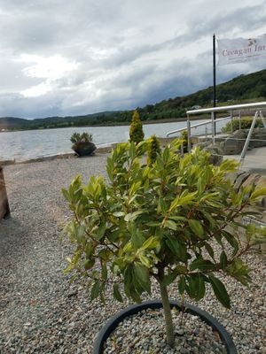 view at Creagan Inn in Appin