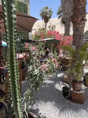 Dining area  at Banana's Adventure Hostel in Huacachina