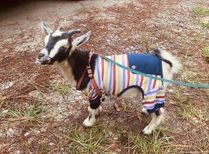 Baby goat nearby. 😍  at The Reizod Vegan Experience in Columbia