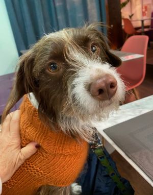  at Remedio Santo Campo Alegre in Porto