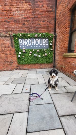  at Birdhouse in Sheffield