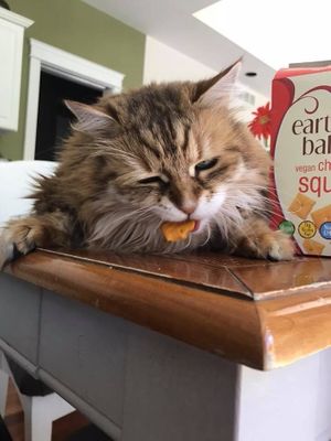 My cat loved the vegan cheese itz at The Vegan Grocery Store in North Tonawanda