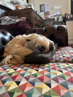   at Mojo's Music Cafe in Scarborough