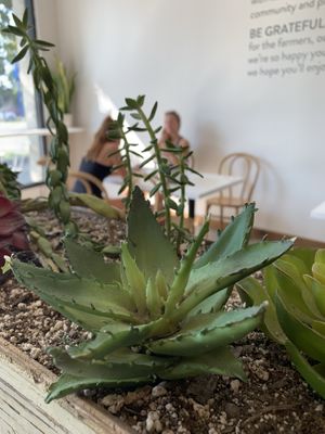 Inside... at Rooted Juicery + Kitchen - Downtown in Cincinnati