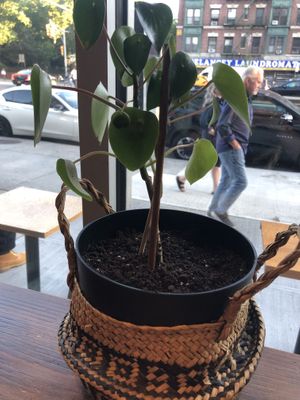 Live plant interior   at Cocoron in New York City