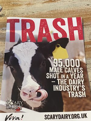 Scary dairy at Vega in Tintagel