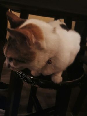 cat at Zi Tien Ye Cai Wu - Yasai ya in Hsinchu