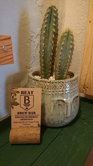 cactus at BEAT Brew Bar in Valencia