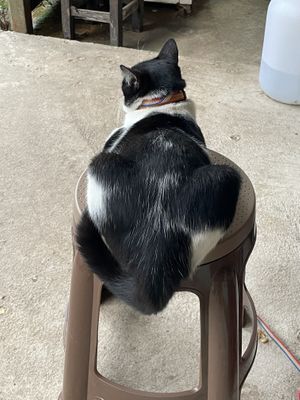  #Veganuary at Chill Chill at Pai in Koh Yao Yai