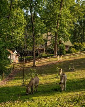 Wake up next to Marley & Archer,  two rescued donkeys at Grateful Meadows in West Point