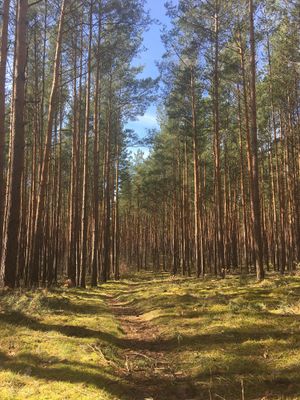 Der Wald hinter vom Gasthof  at Gasthof Falkenhorst in Burig