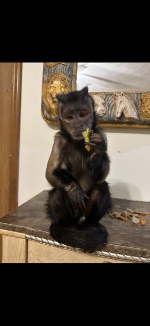 Carmelo Anthony gives the vegetables in my garlic bean curd the seal of approval!💜  at Hong Kong in Battle Creek