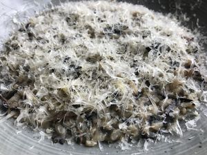 Delicious vegan wild mushroom risotto- photo does not do it justice  at Oliveira in South West London