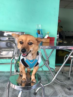 Doggies welcomed at Dieu Nghia in Ho Chi Minh City