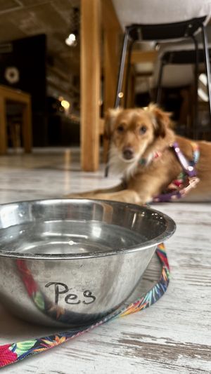 🐾 dogs friendly 🐾  at Koza Zustala Cela in Olomouc